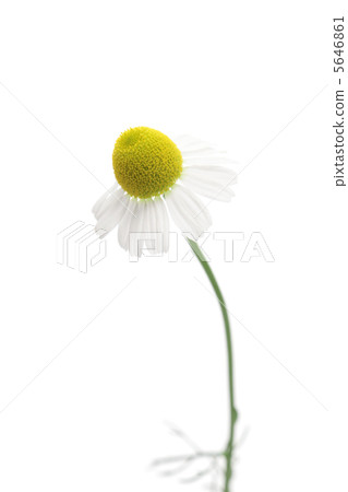 黃春菊 黃春菊 5646861