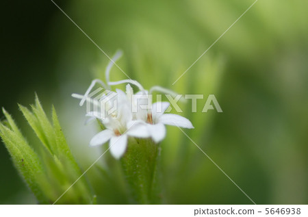 甜葉菊花 5646938