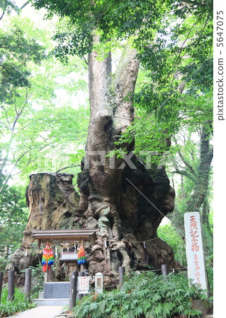 Kamiya Shrine's Ogusu (Power Tree) 5647075