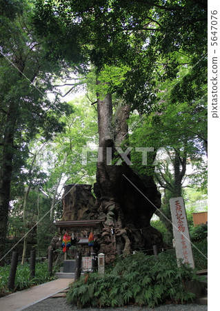 Kamiya Shrine's Ogusu (Power Tree) 5647076