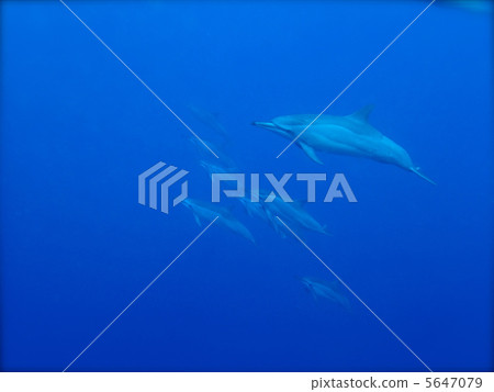 夏威夷旋轉海豚 5647079