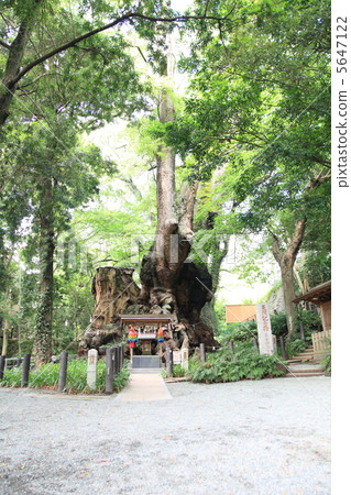 Kamiya Shrine's Ogusu (Power Tree) 5647122