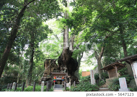 Kamiya Shrine's Ogusu (Power Tree) 5647123