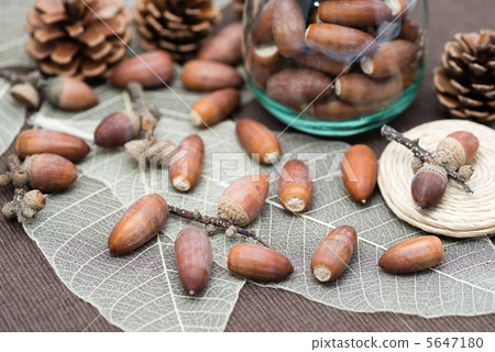 Vertebral fruit 5647180