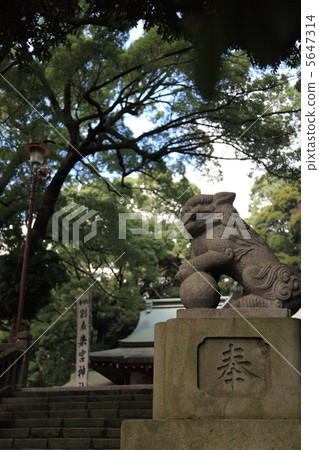 Komon狗Kinomiya Shrine 5647314