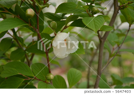 Himeishara的花 5647403