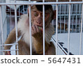 Monkey in a cage 5647431