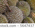 Butterfly kit market (Dorian) 5647437