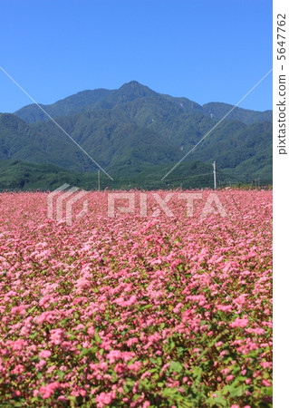 Central Alps and Takamine Ruby Central Alps and Takamine Ruby 5647762