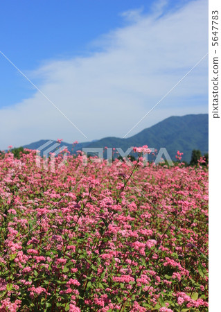 Nakagawa's red soba 5647783