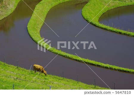 Rice paddy field before rice planting Rice paddy field before rice planting 5647810