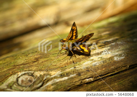 Potanthus黃曲霉 Potanthus黃曲霉 5648068