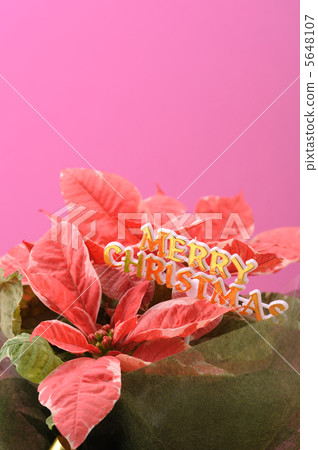 聖誕一品紅 5648107