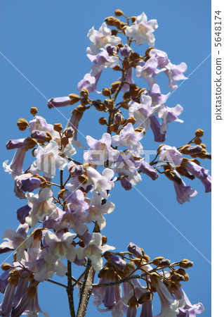 在藍天的節制 5648174