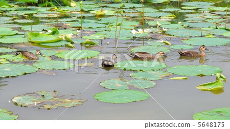 小牛和蓮花 小牛和蓮花 5648175