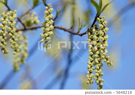 I am Mr. Ken Kinoshita Kibushi. It is male. 5648218