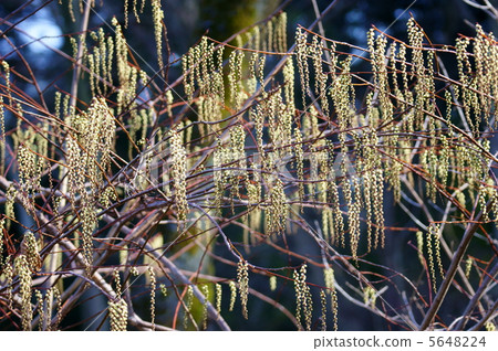 是Mayu Kinoko春天。是Kibushi。它仍然是一個萌芽。 5648224