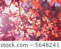 Autumn leaves 5648241