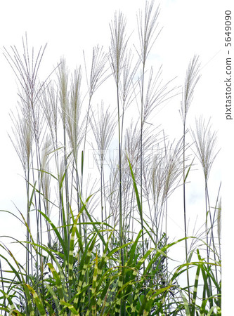 Takanoha Susuki（薄鷹的翅膀） 5649090