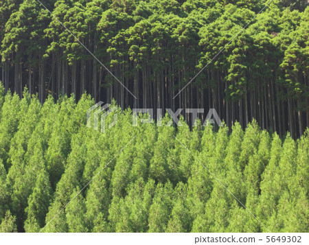 北山雪松 5649302