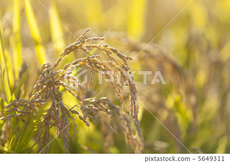 水果米飯 水果米飯 5649311