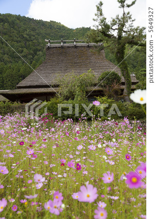 Cosmos and a thatched roof 5649327