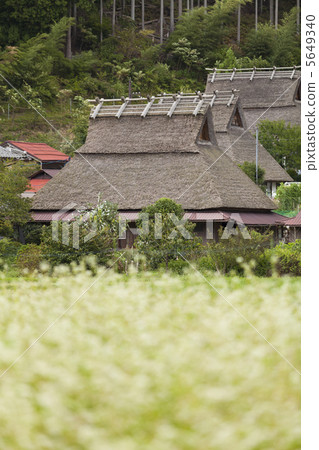 Buckwheat field and the roof house 5649340