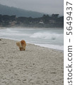 Dog 5649437