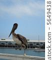 Pelican 5649438