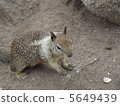 Squirre 5649439