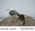Seagulls and squirrels 5649440