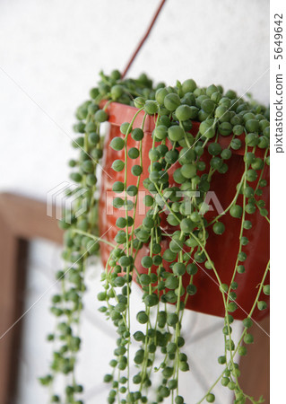 綠色項鍊掛鍋 5649642