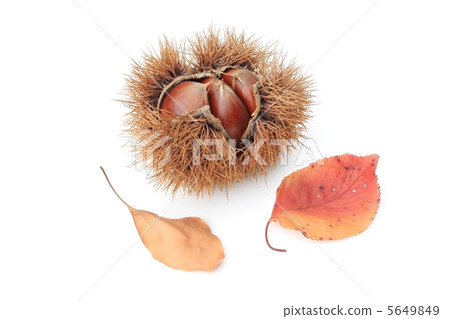 Saki chestnut 5649849