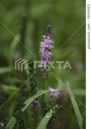 綿棗兒 綿棗兒 5649863