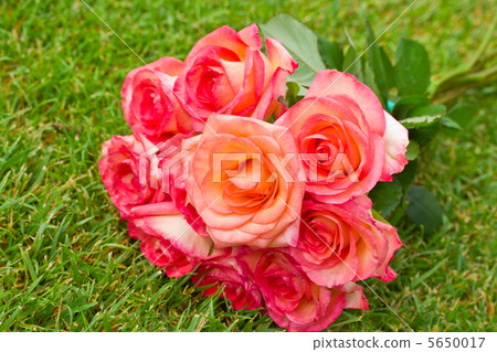 round bouquet of pink  roses 5650017