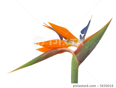 Strelitzia 5650018