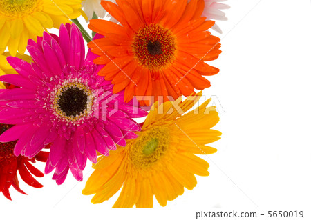 border of gerbera flowers border of gerbera flowers 5650019