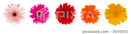 heads of gerbera flowers heads of gerbera flowers 5650035