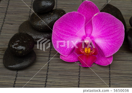 zen stones and orchid zen stones and orchid 5650036