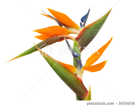 Strelitzia flowers 5650056