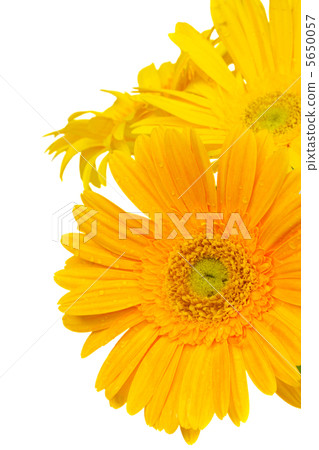 border of yellow gerbera flowers border of yellow gerbera flowers 5650057