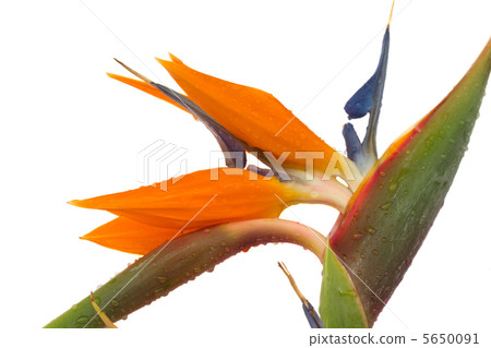 Strelitzia 5650091