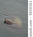 Sea lion 5650161