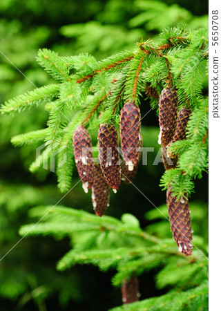 Cones on pine 5650708