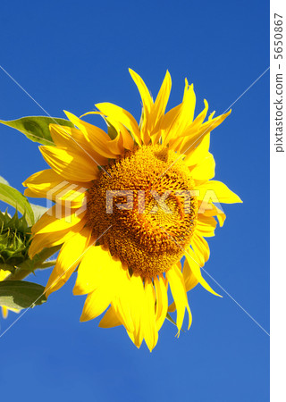 Sunflwer on sky Sunflwer on sky 5650867