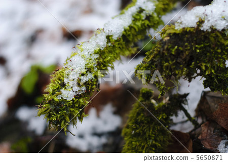 Moss under the snow Moss under the snow 5650871