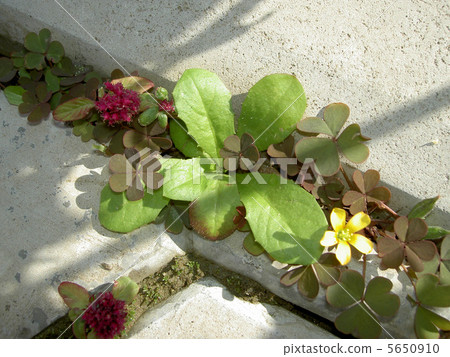 Plants on the stones 5650910