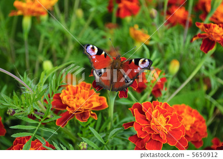 Butterfly on marigold Butterfly on marigold 5650912