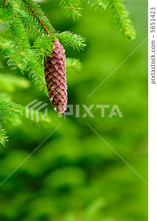 Cones on pine Cones on pine 5651423