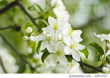 quince tree blossom macro quince tree blossom macro 5651507